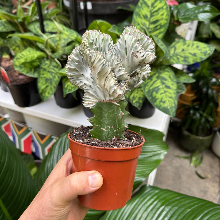 Mottled Spurge Euphorbia Lactea White