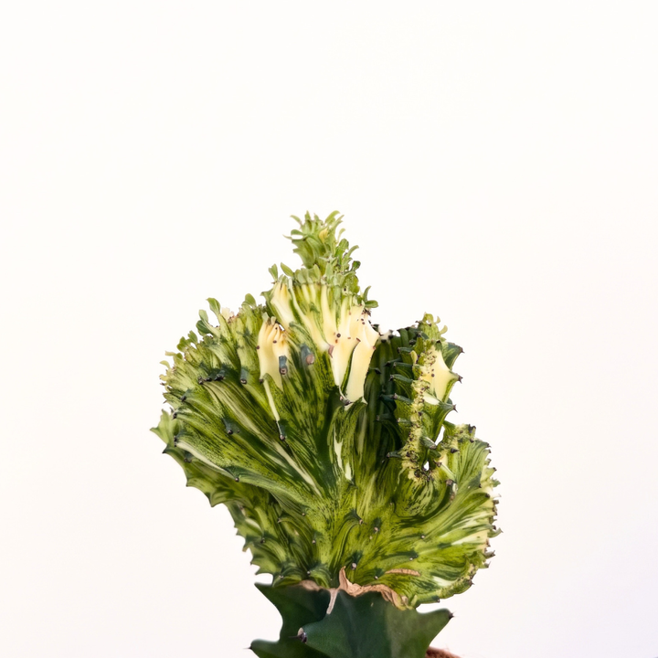Mottled Spurge plant with unique cresting and variegated foliage, a waterwise and easy-to-care-for succulent.
