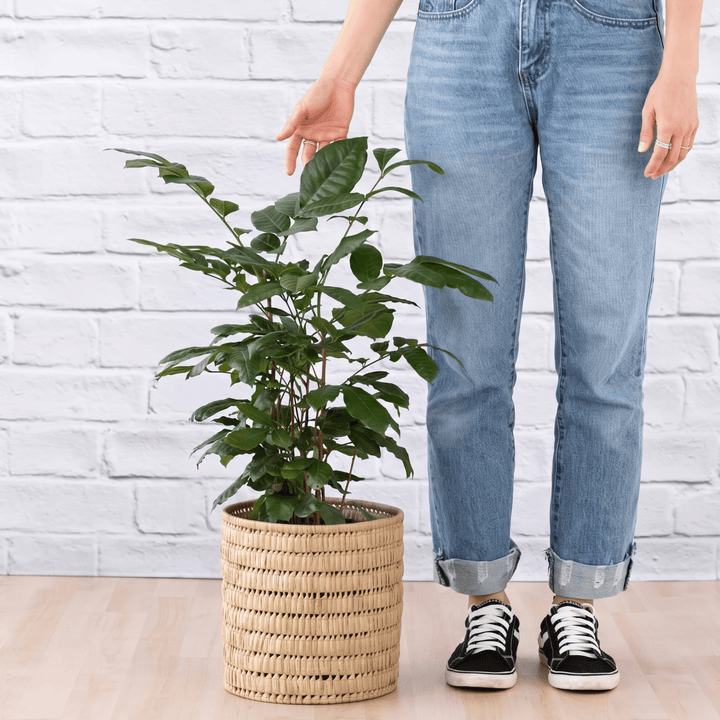Natal Mahogany in a Fundo Palm Leaf basket next to person for product scale