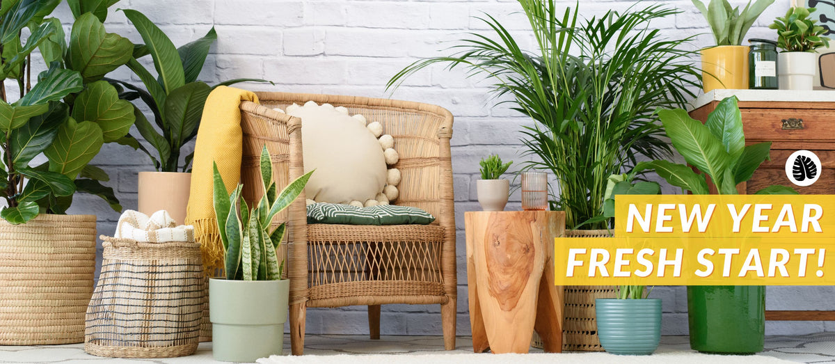 PLANTIFY - Indoor Plants, Pots and Gifts delivered Nationwide ...