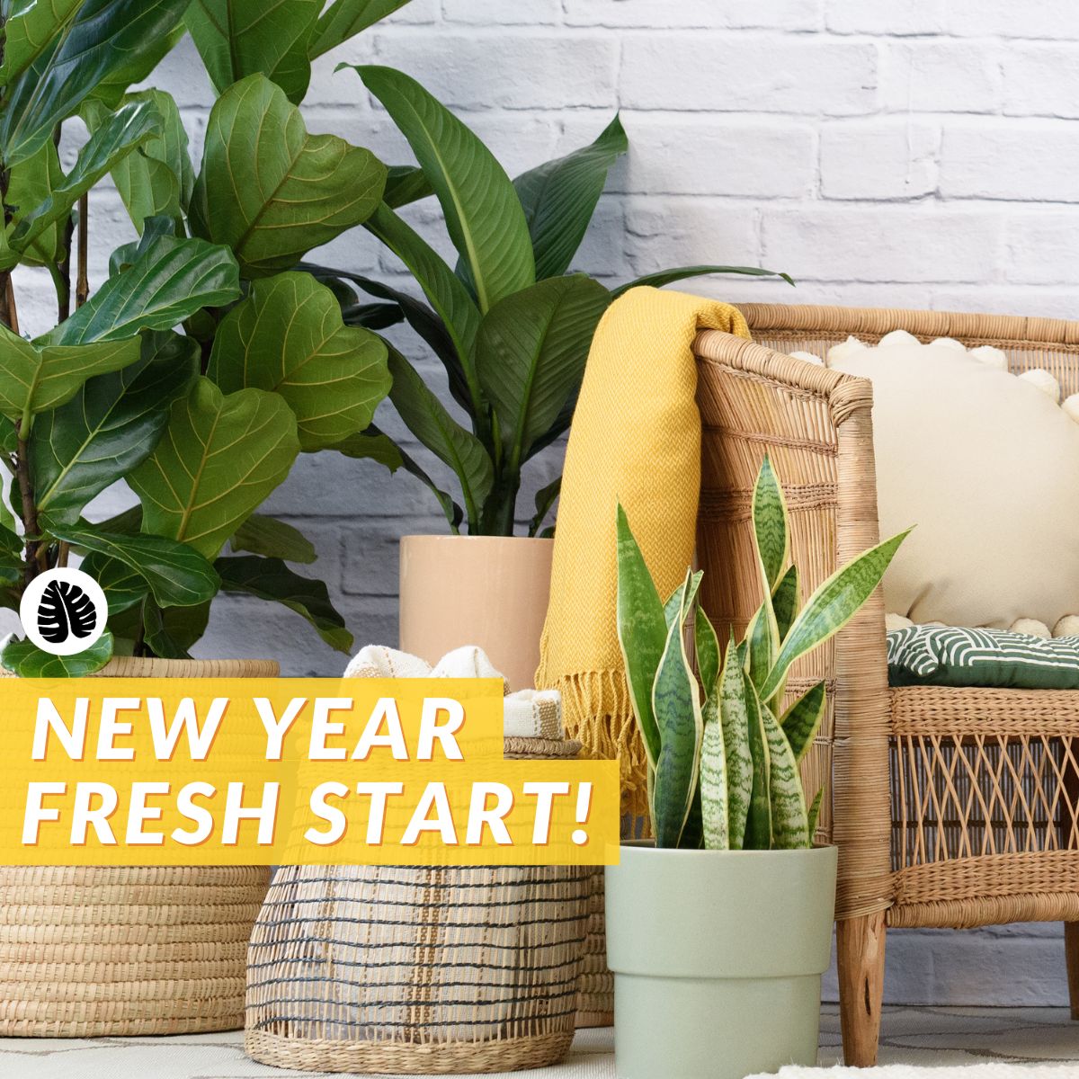 PLANTIFY - Indoor Plants, Pots and Gifts delivered Nationwide ...