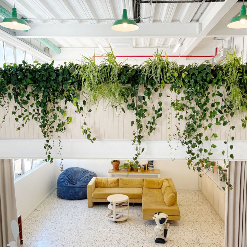 Plantify | Best Plant Nursery & Indoor Plant Shop Cape Town