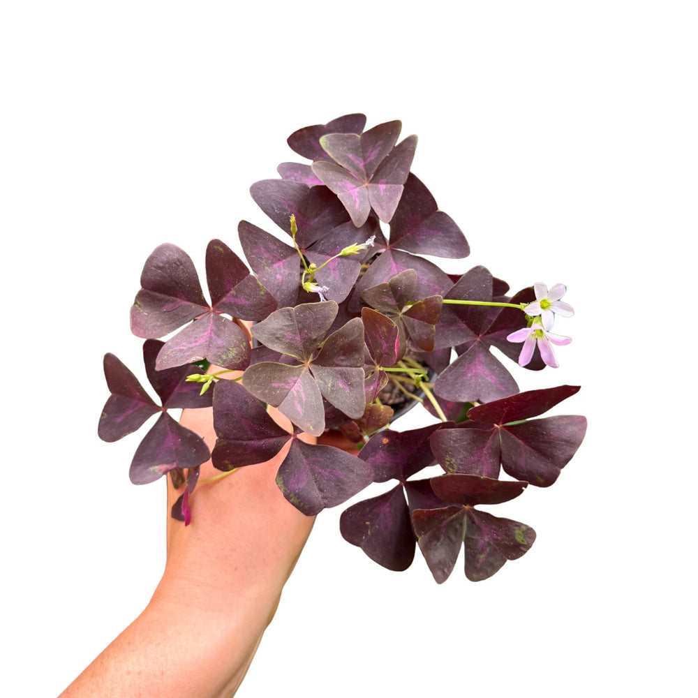 Purple shamrock leaves held by a hand on a white background