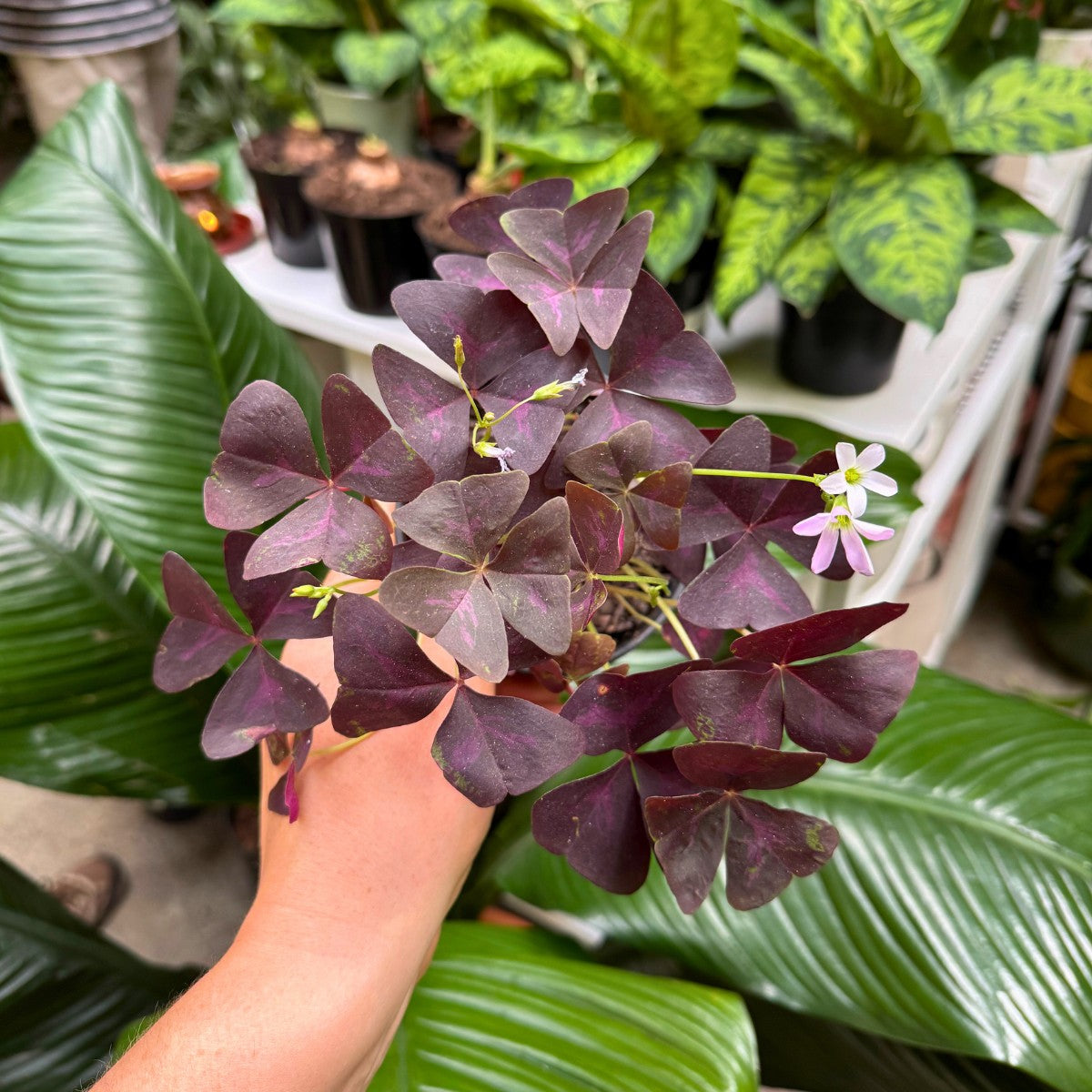 Oxalis Triangularis - Purple Shamrock | Indoor Plant