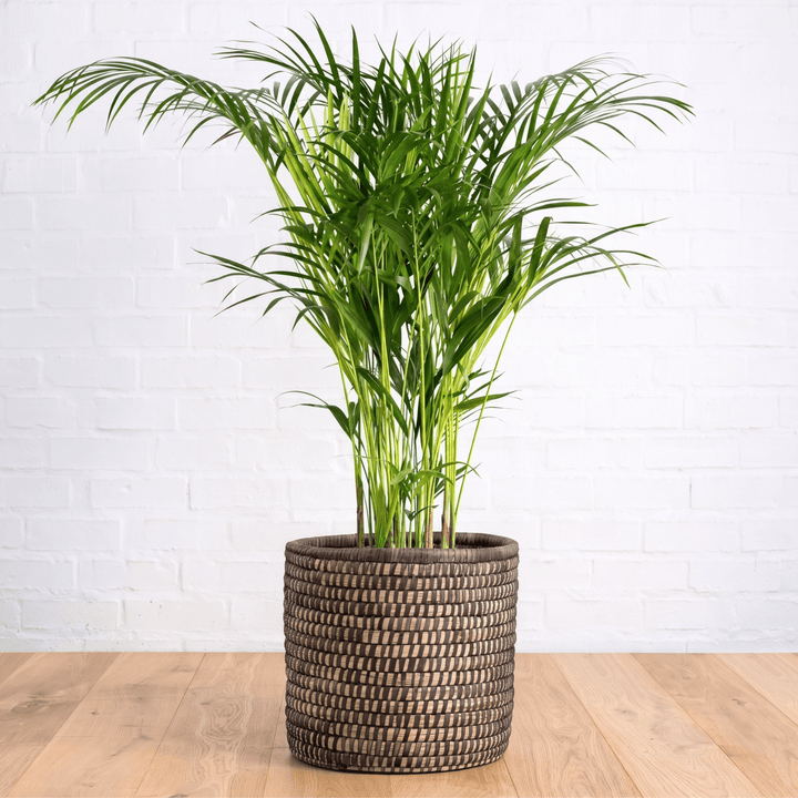 Areca Palm in a Black Stitched Palm leaf Basket