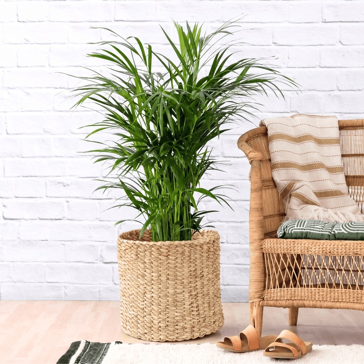 Lush Areca Palm in a Textured alm leaf Basket next to a Malawian Cane chair for inspo
