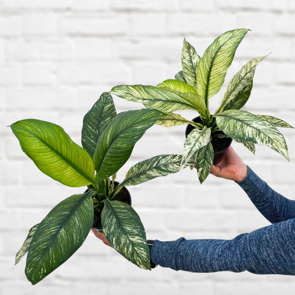 Peace Lily - Sensation Variegated - Shop Online!