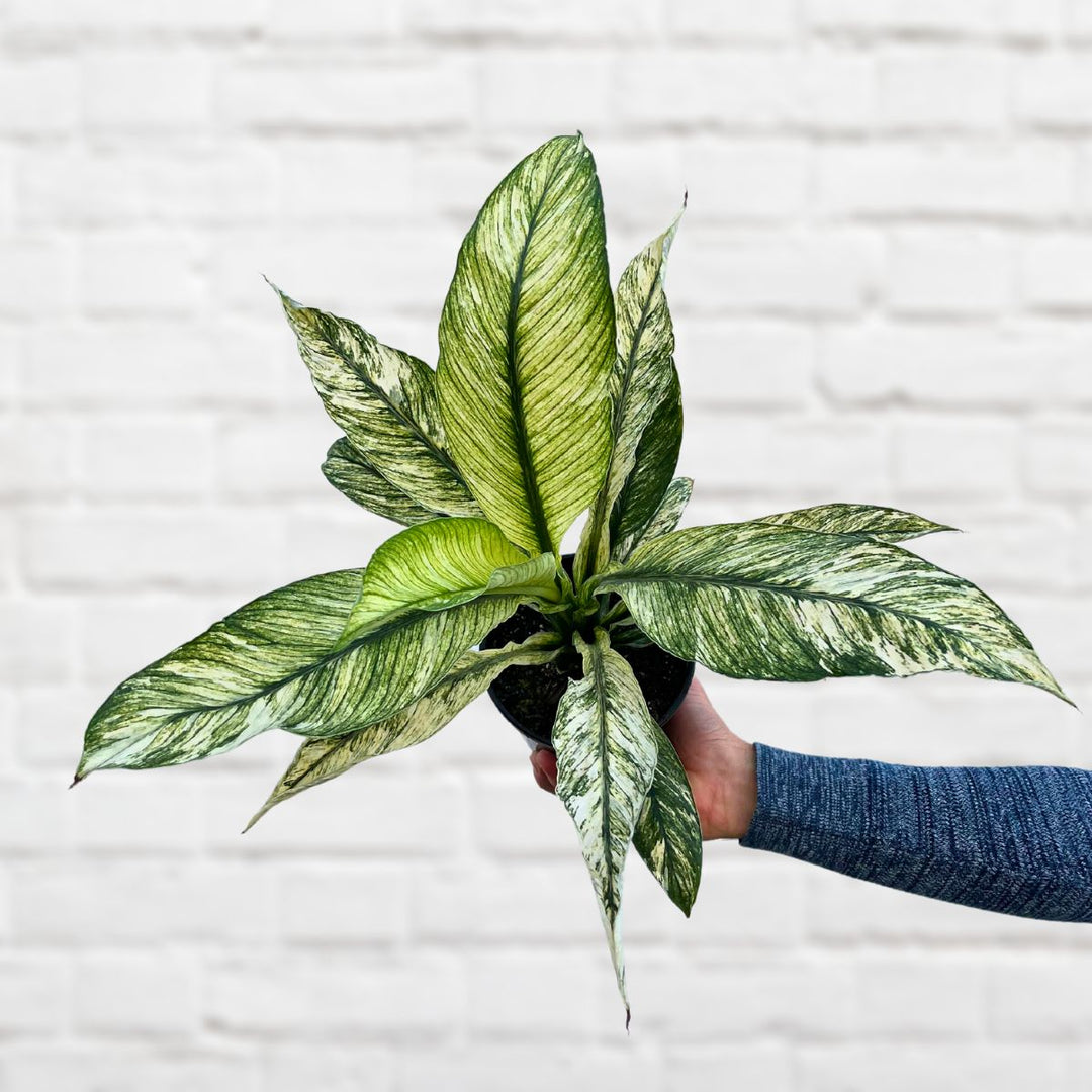 Peace Lily - Sensation Variegated - Shop Online!