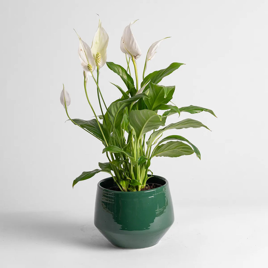 Pogo Planter - Heritage Green