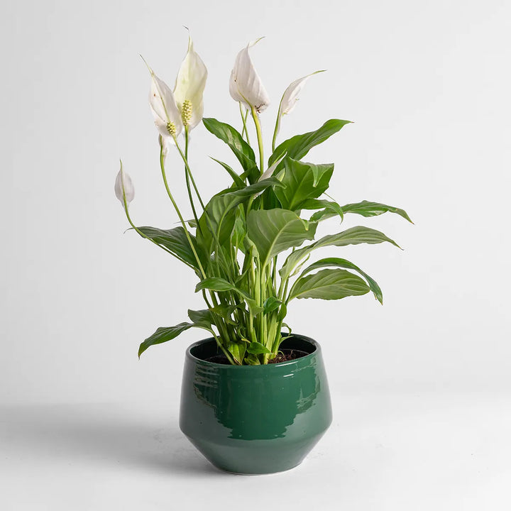 Pogo Planter - Heritage Green