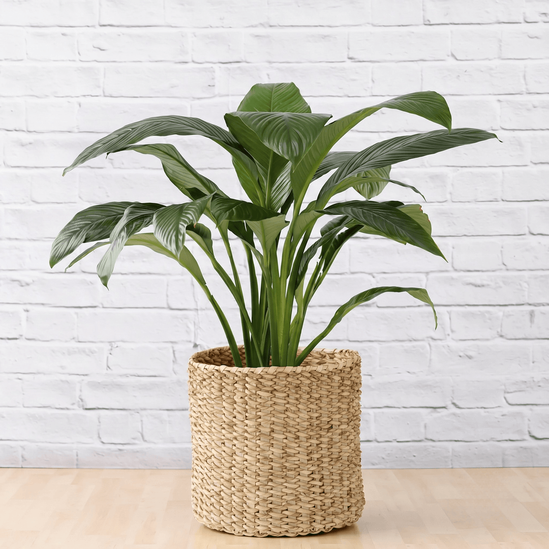 Extra  Large Peace Lily Sensation in a Textured Palm Leaf Basket