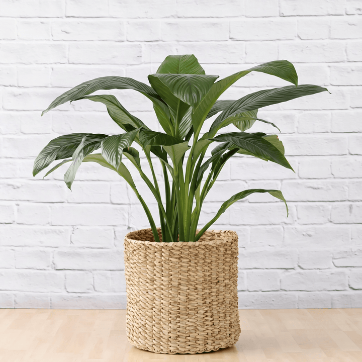 Extra  Large Peace Lily Sensation in a Textured Palm Leaf Basket