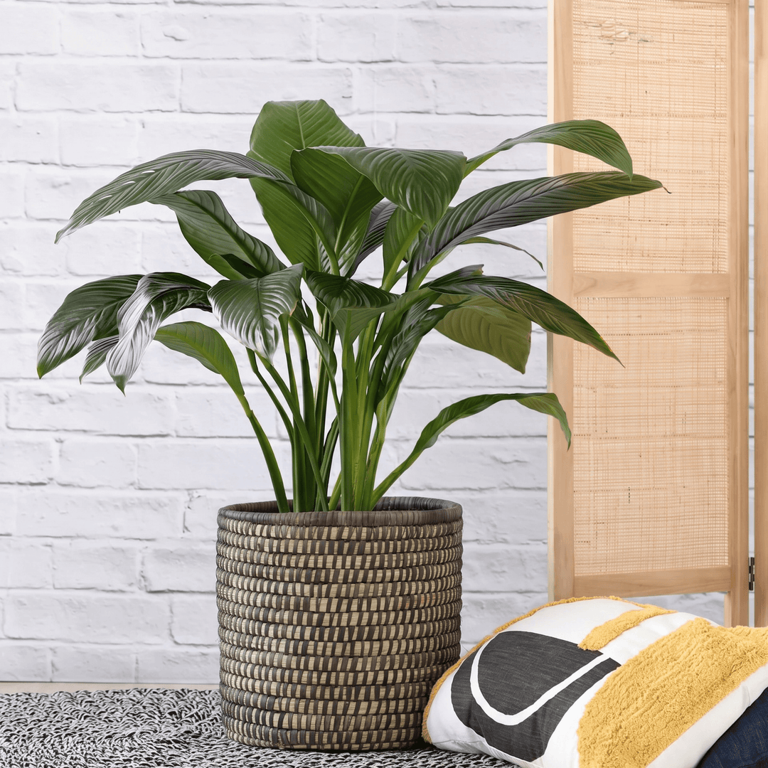 Peace Lily Sensation Large in Black Stitched Palm leaf Basket
