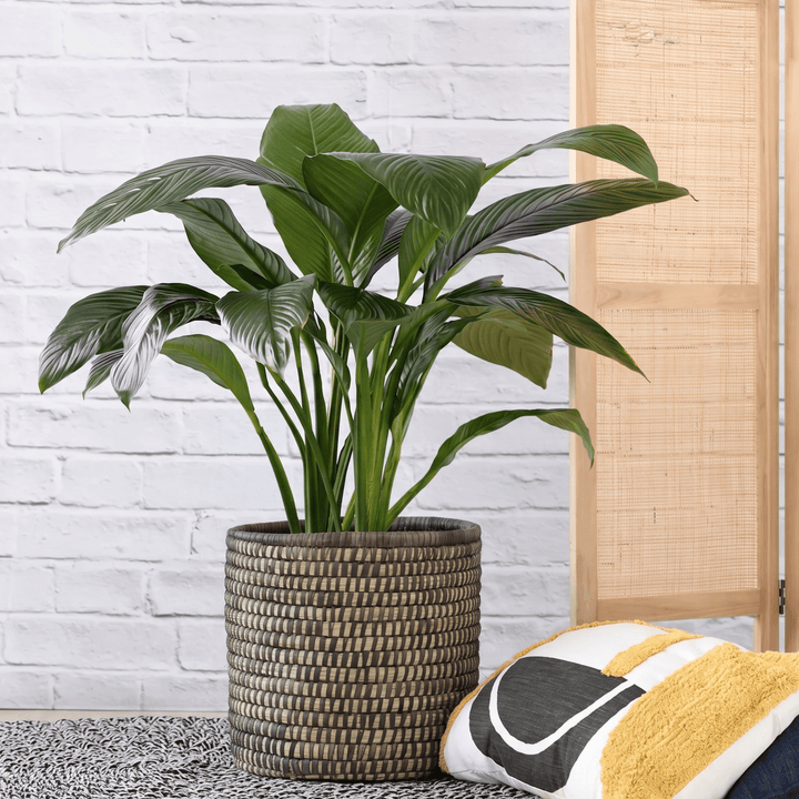 Peace Lily Sensation Large in Black Stitched Palm leaf Basket