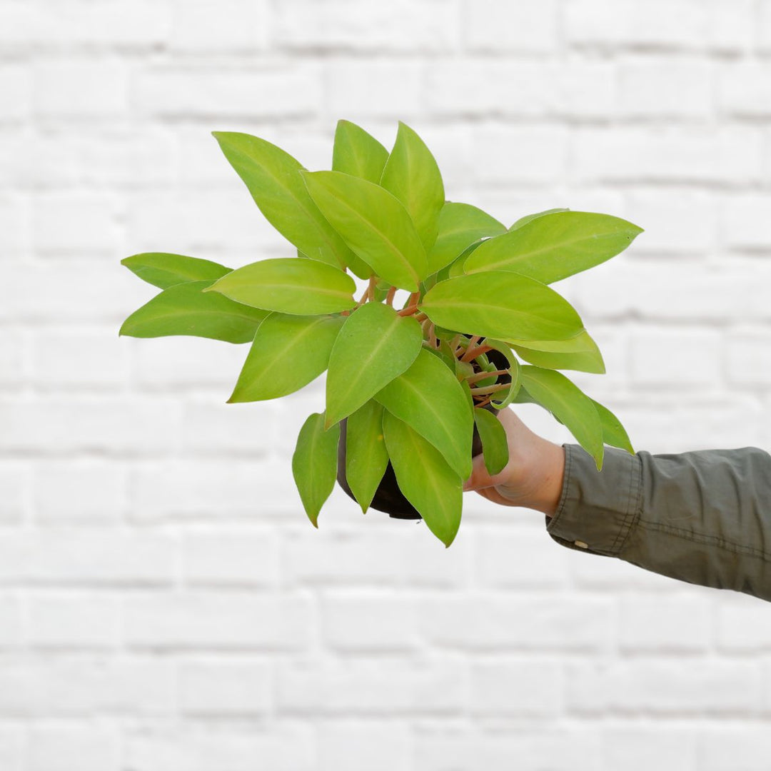 Philodendron - Golden Emerald