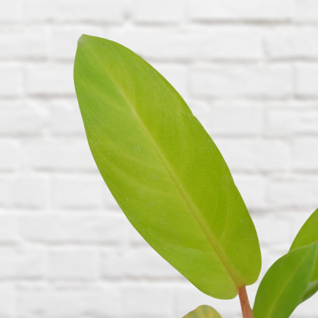 golden emerald philodendron Philodendron - Golden Emerald
