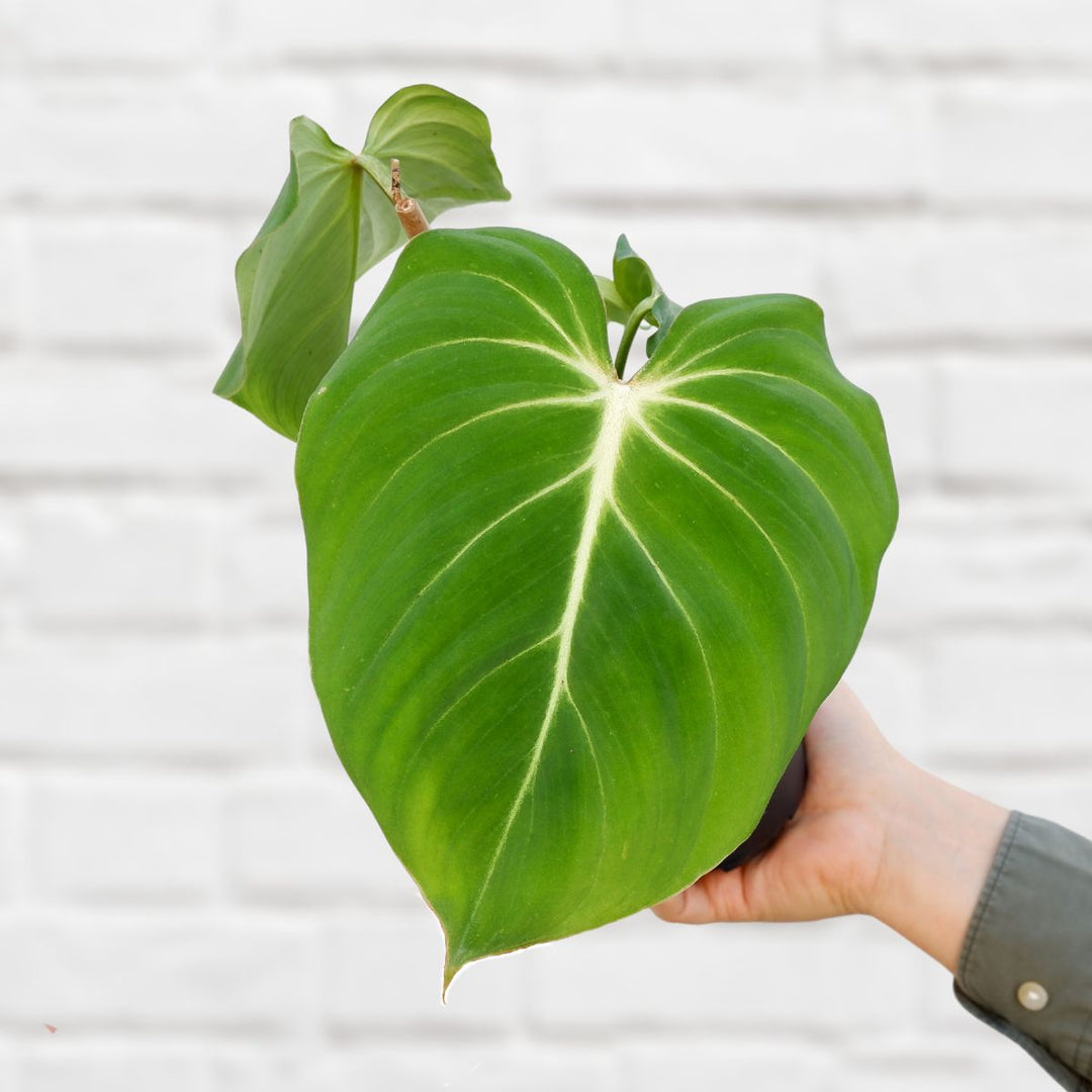 philodendron gloriosum xl Philodendron - Gloriosum