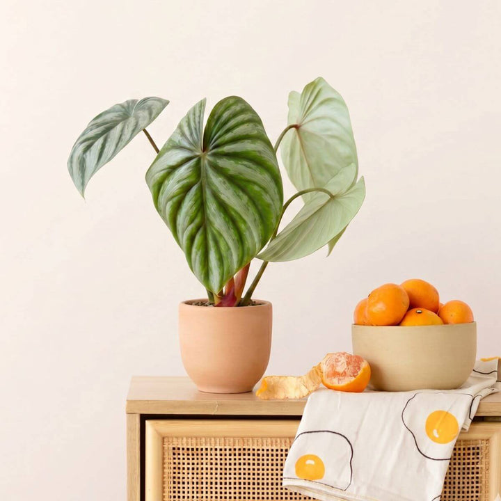 Potted plant on a wooden cabinet with a bowl of oranges and a towel featuring orange slices.