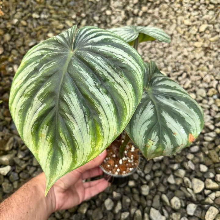 Philodendron Plowmanii - Watermelon