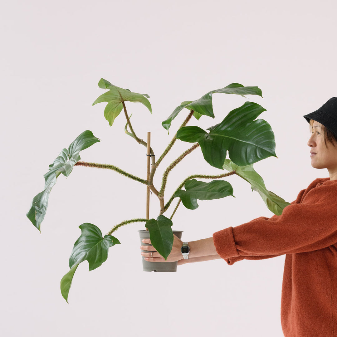 red bristle philodendron Philodendron