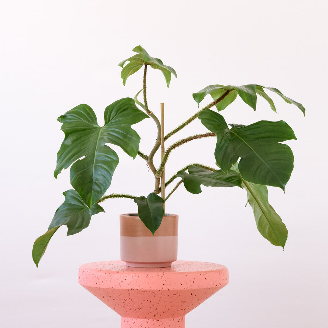 Philodendron - Red Bristle - Shop Online!