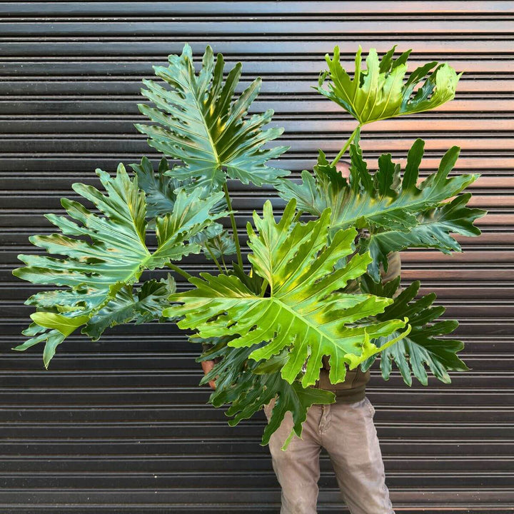 Philodendron Shangri La against a garage door