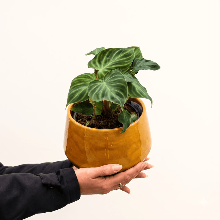 Philodendron Verrucossum in Yellow Planter
