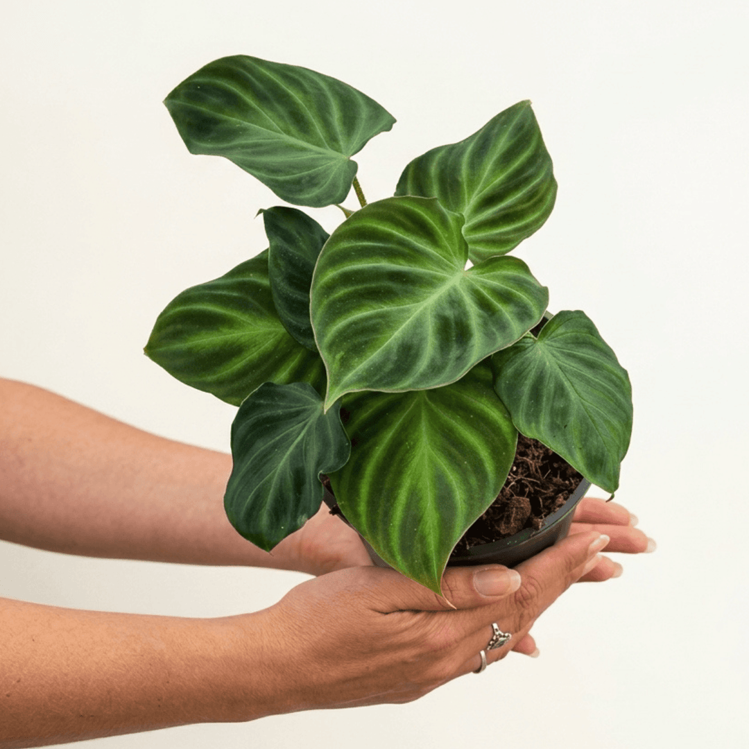 Philodendron Verrucossum Hand held for scale