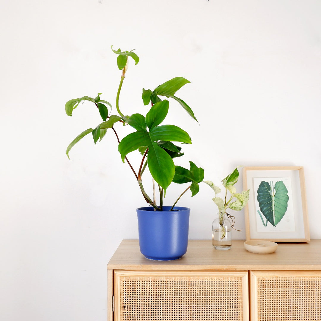 Philodendron - Florida Beauty - Shop Online!