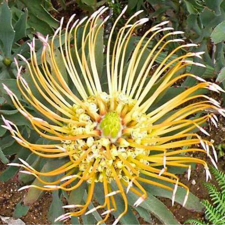Close-up of a unique flower with yellow and white petals on a green background