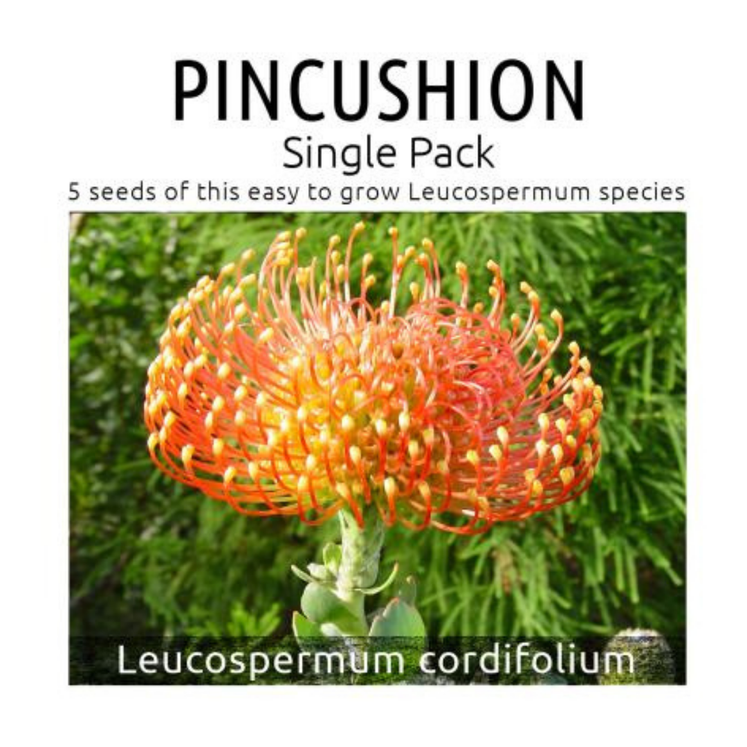 pincushion plant seeds Pincushion Protea Seed Kit: Indigenous Leucospermum Cordifolium Plantify