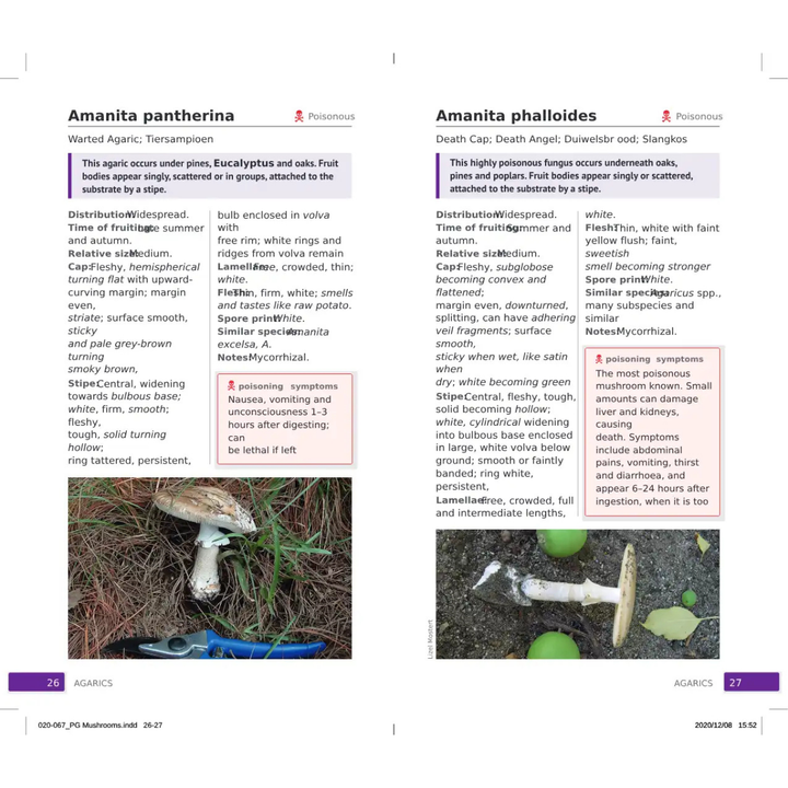 Two pages from a book or guide on mushrooms, featuring images and descriptions of Amanita pantherina and Amanita phalloides.