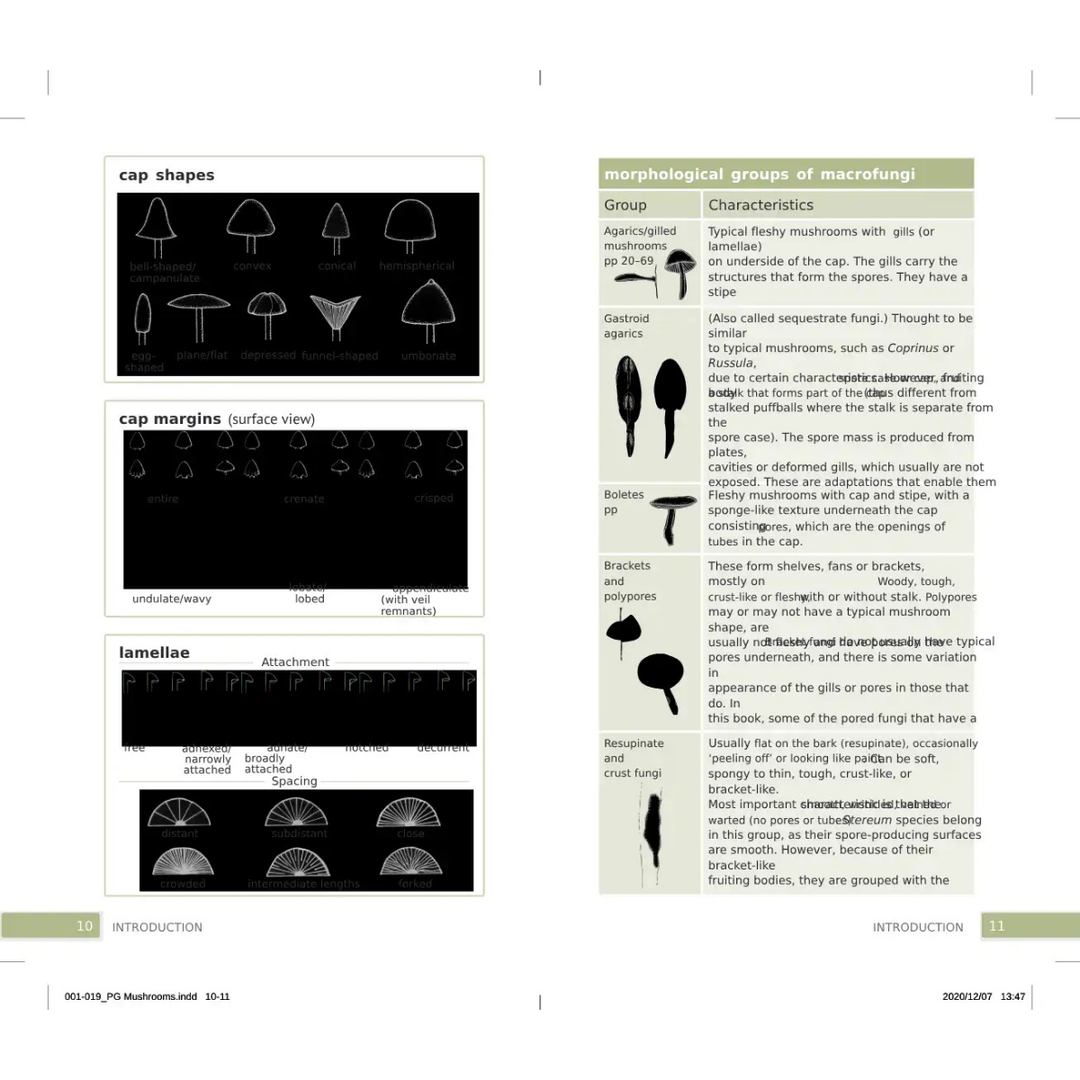 Educational page about mushroom morphology with diagrams and text.