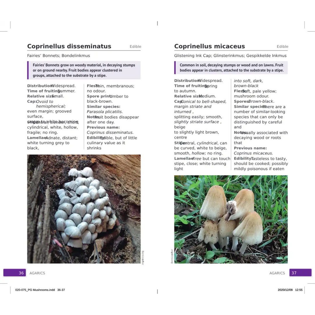 Two pages from a mushroom identification guide showing Coprinellus disseminatus and Coprinellus micaceus.