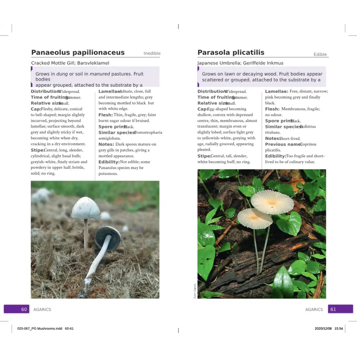 Page from a book or magazine featuring images and descriptions of two mushroom species, Panaeolus papilionaceus and Parasola plicatilis.