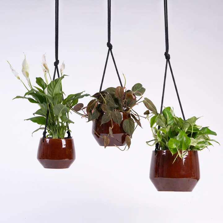Pogo Hanging Planter in Oxblood Red with Plants for an example