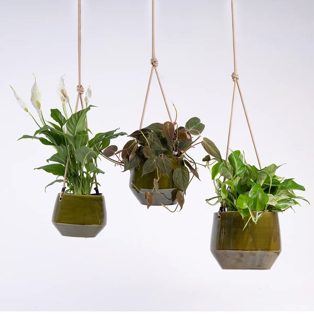 Pogo Hanging Planter - Vintage Green