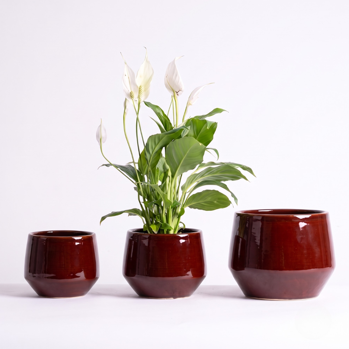 Oxblood Red Planter with Peace lily
