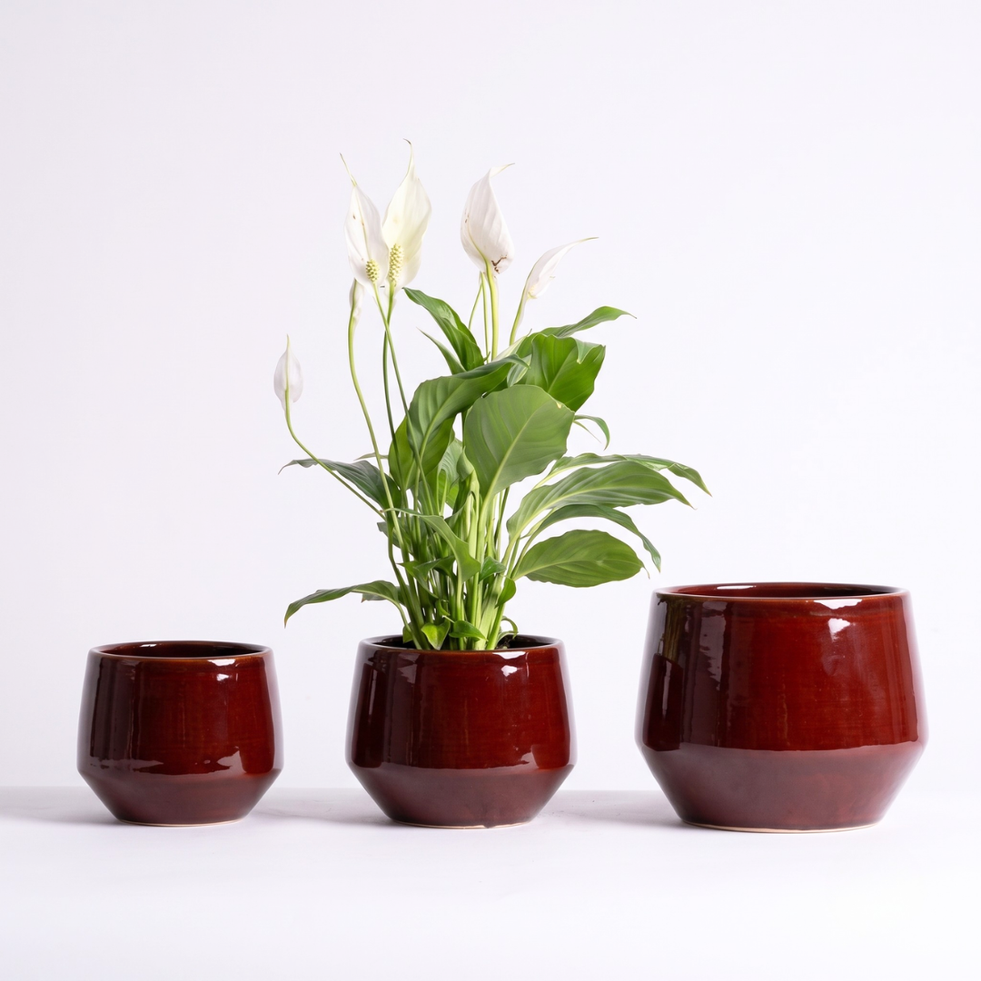 Oxblood red Planter with Peace lily in a row for scale