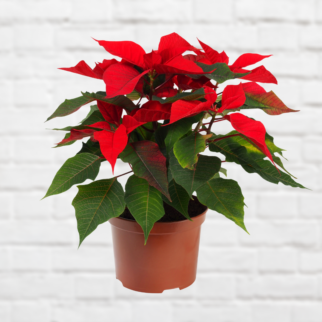 Poinsettia