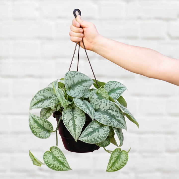 Pothos Silver Splash - Large