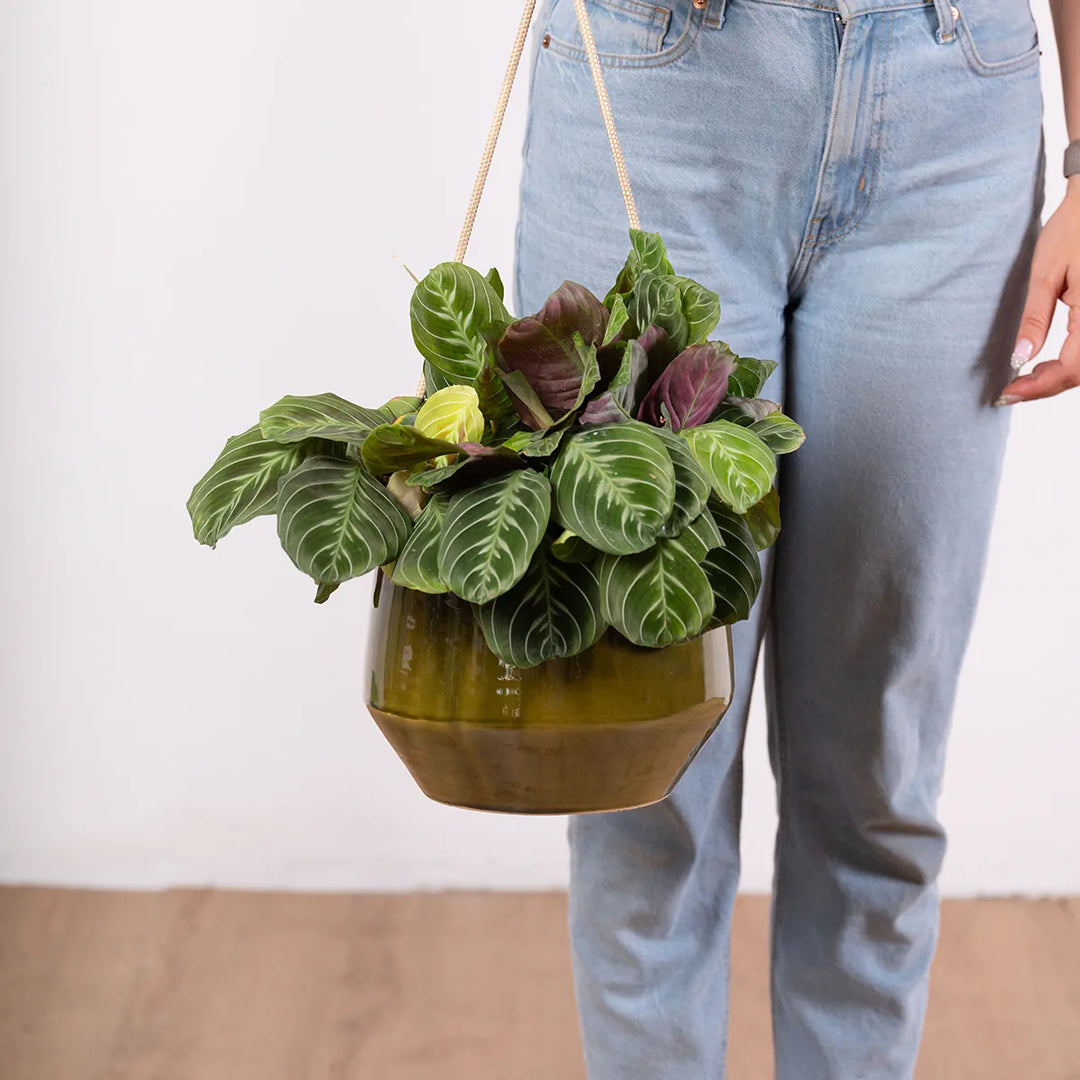 Pogo Hanging Planter - Vintage Green