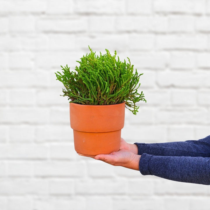 Rattail Crassula - Crassula Mucosa