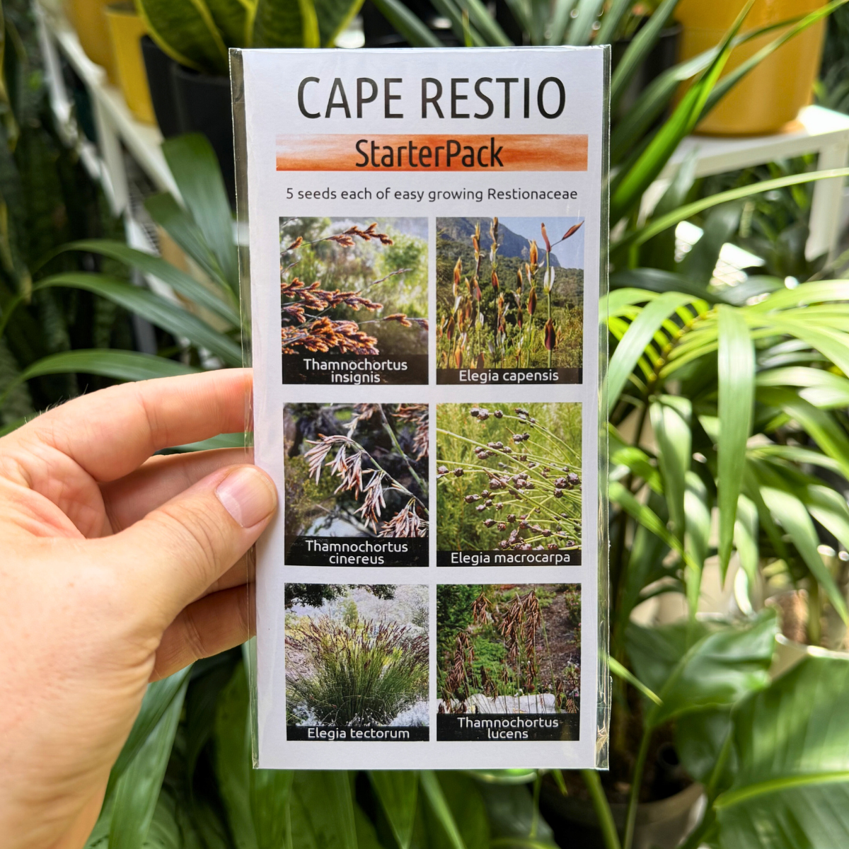Restio Starter Pack: 6-Species Indigenous Cape Reed Seed Kit – Plantify ...