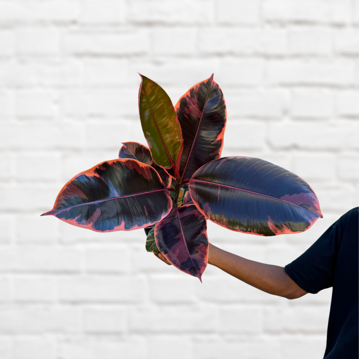 Rubber Tree - Ruby - Eye catching beauty! – Plantify - Urban Nursery