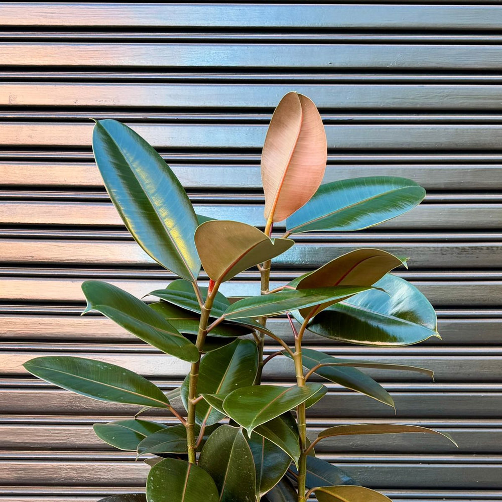 Ficus Elastica Rubber Tree Abidjan in front of Garage Door Leaf Detail