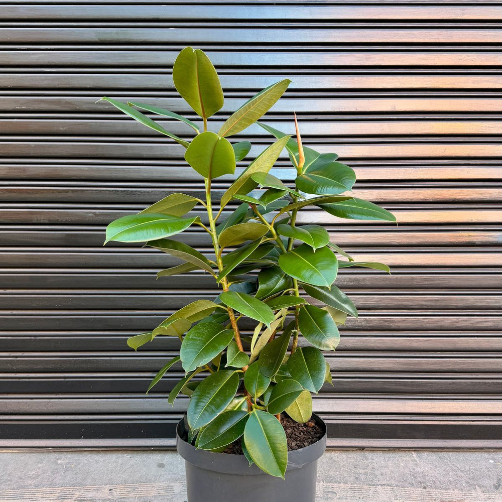 Ficus Elastica Rubber Tree in front of Garage Door