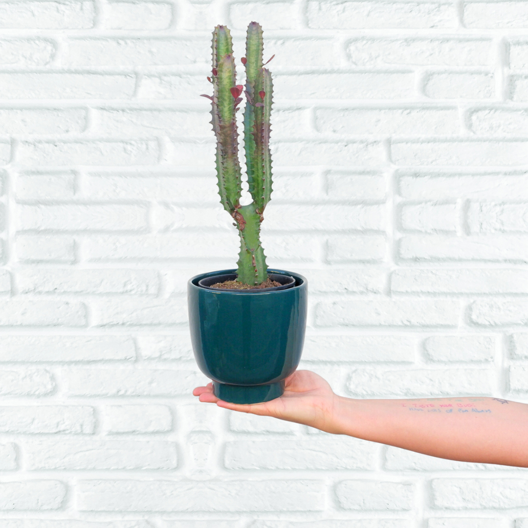 Shing Plinth Planter - Jade - Shop Online!
