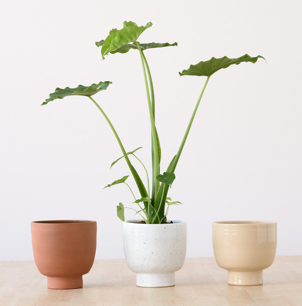 Shing Plinth Planter - Blush - Shop Online!