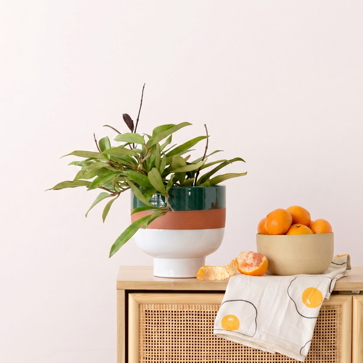 Shing Plinth Planter - Tricolor
